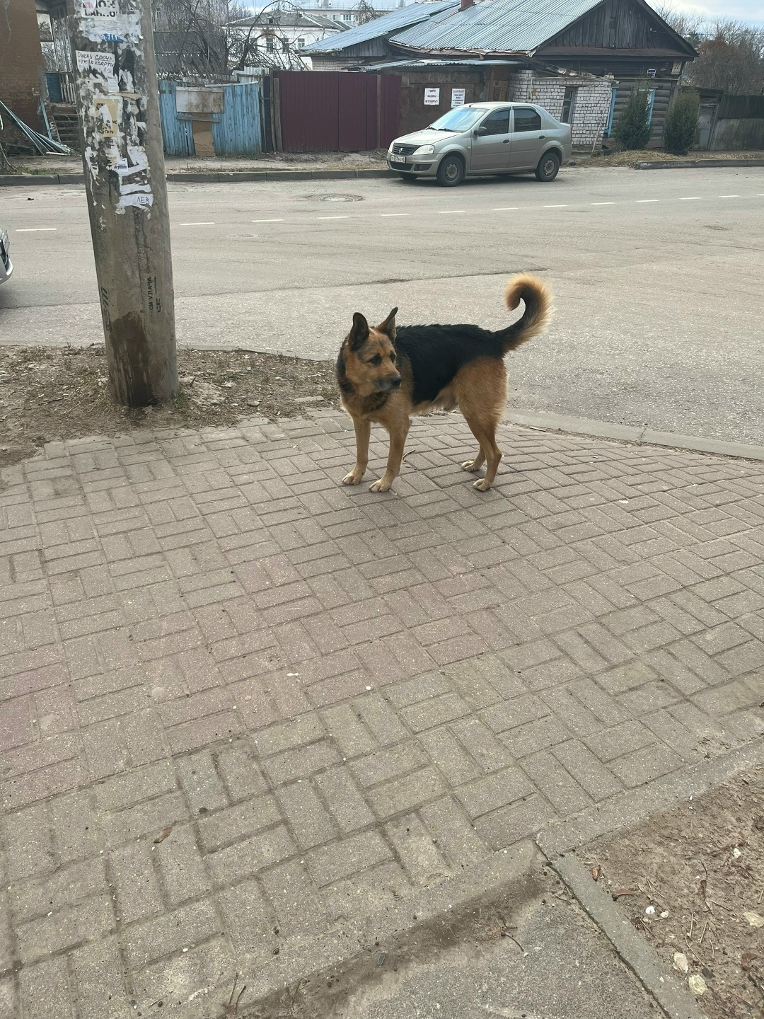 Найдена собака в Калуге — фото объявления
