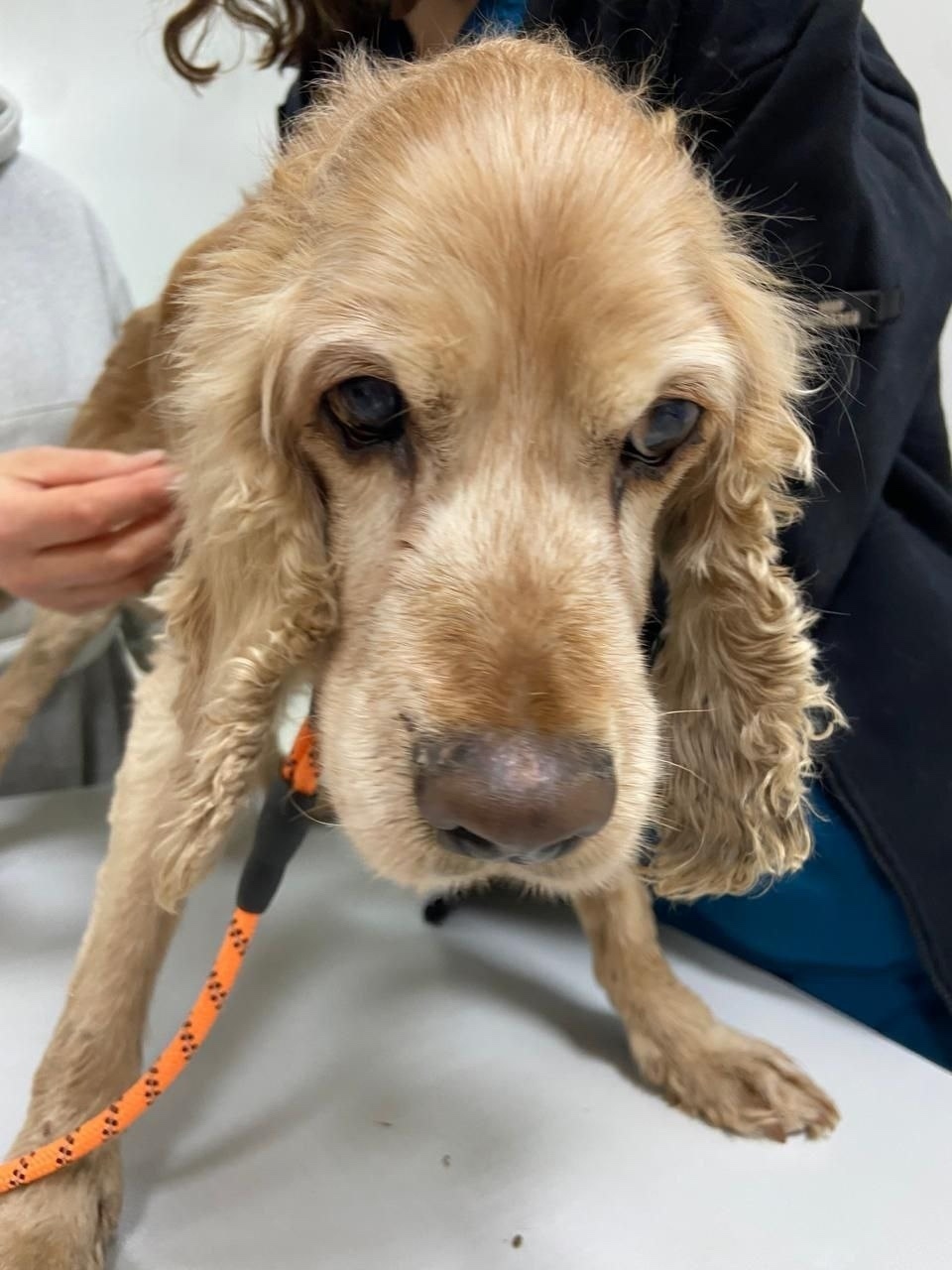 Найдена собака в Калуге — фото объявления