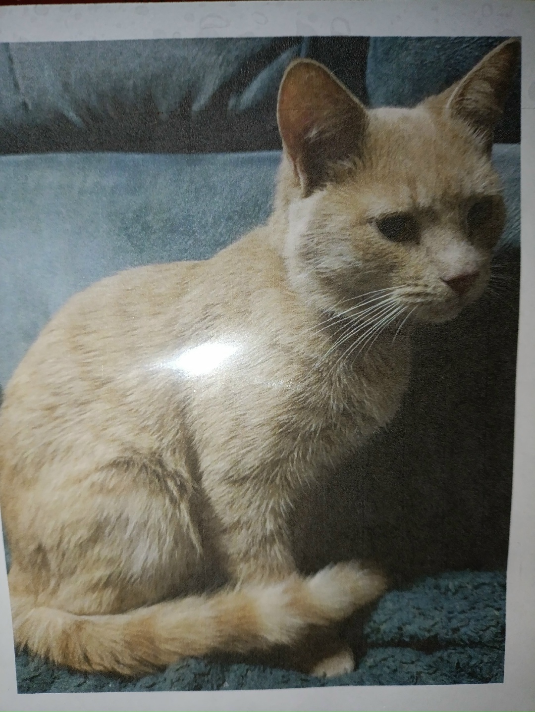 Найдена собака в Калуге — фото объявления