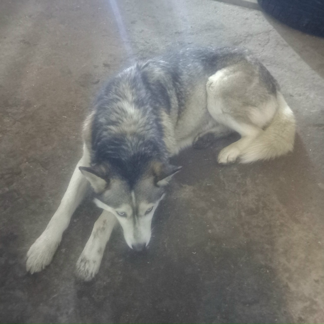 Найдена собака в Калуге — фото объявления