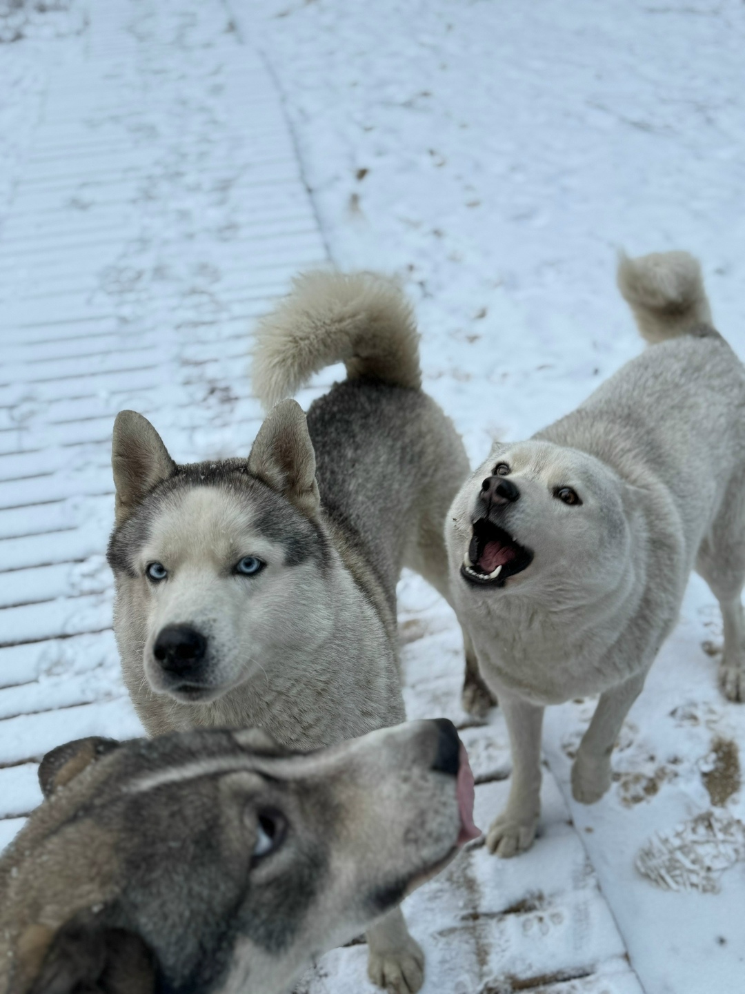 Найдена собака в Калуге — фото объявления