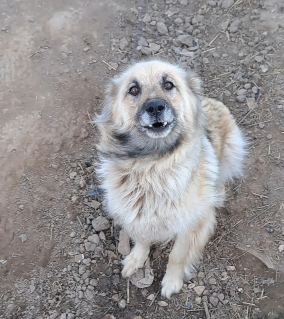 Пропала собака в Калуге — фото объявления