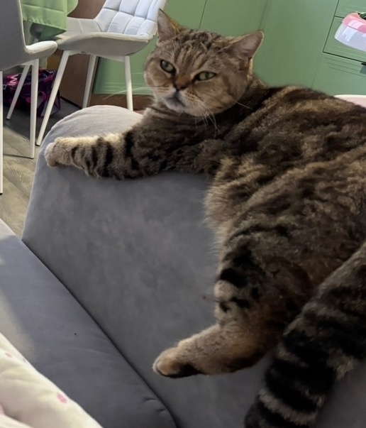 Пропала кошка в Калуге — фото объявления