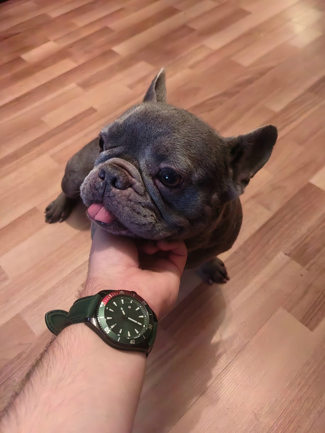 Найдена собака в Калуге — фото объявления