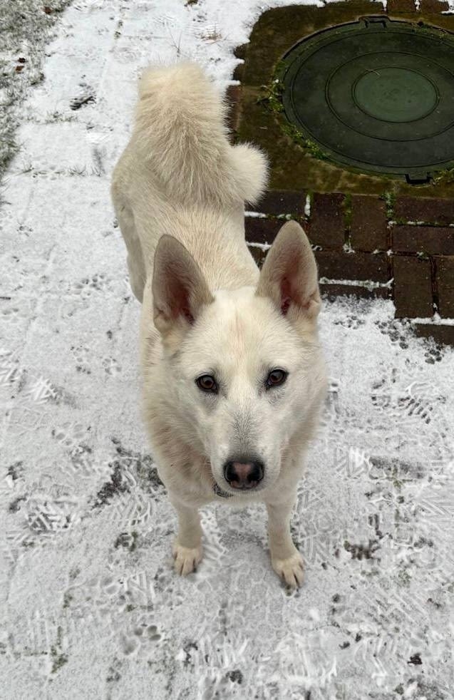 Найдена собака в Калуге — фото объявления