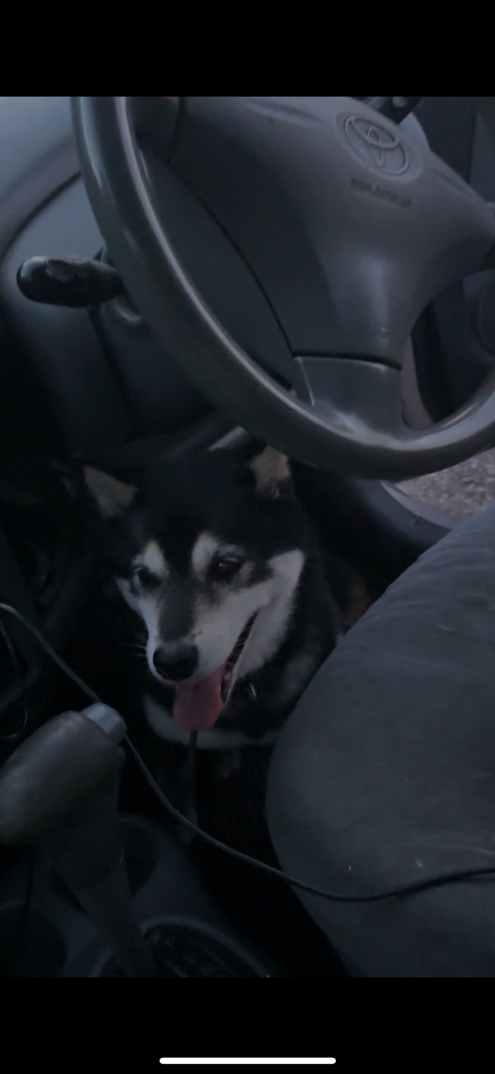 Найдена собака в Калуге — фото объявления