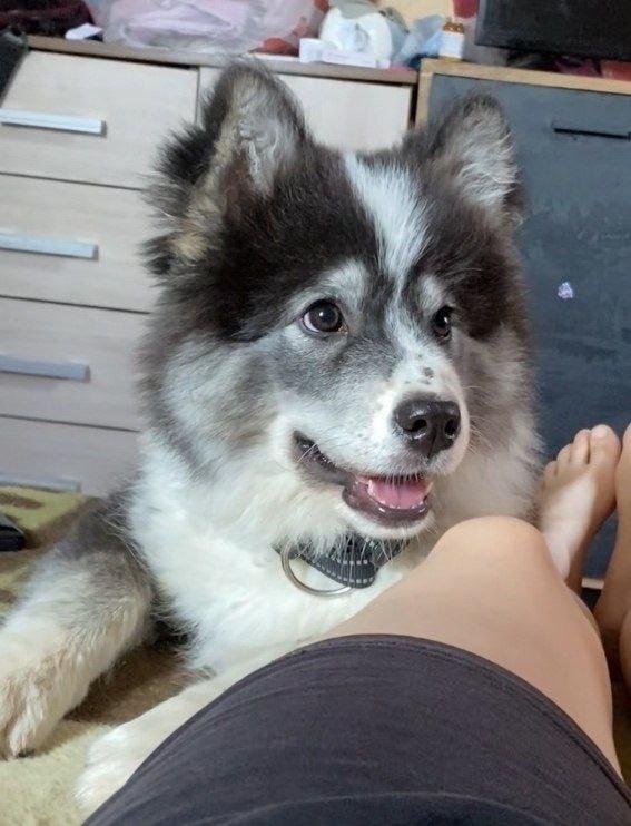 Пропала собака в Калуге — фото объявления