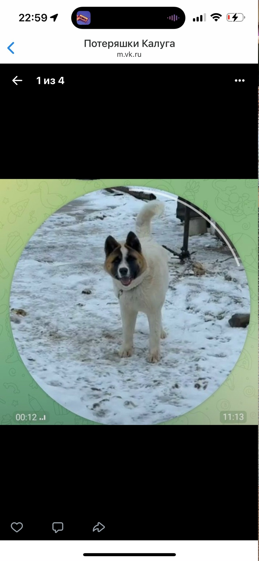 Пропала собака в Калуге — фото объявления