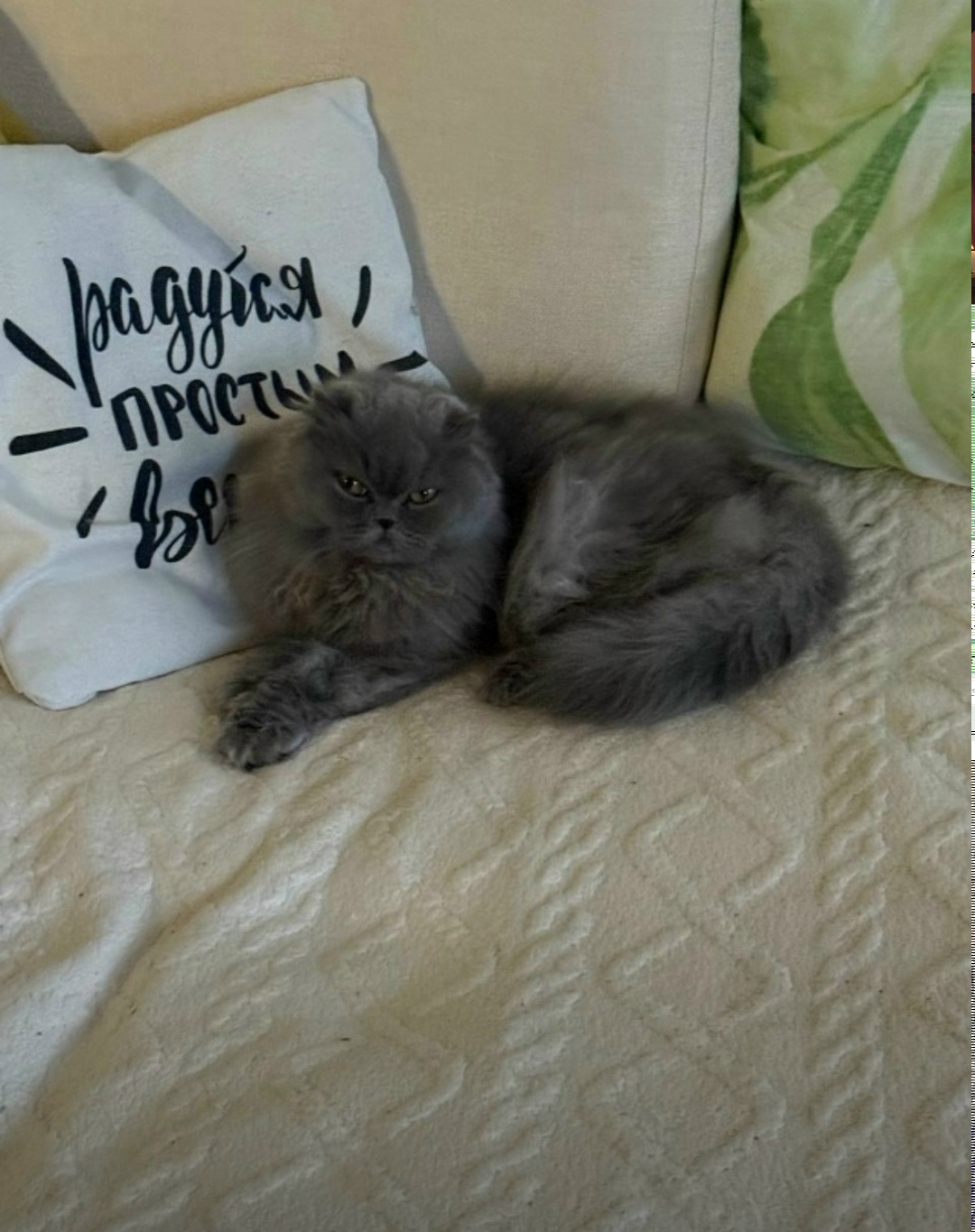 Пропала кошка в Калуге — фото объявления