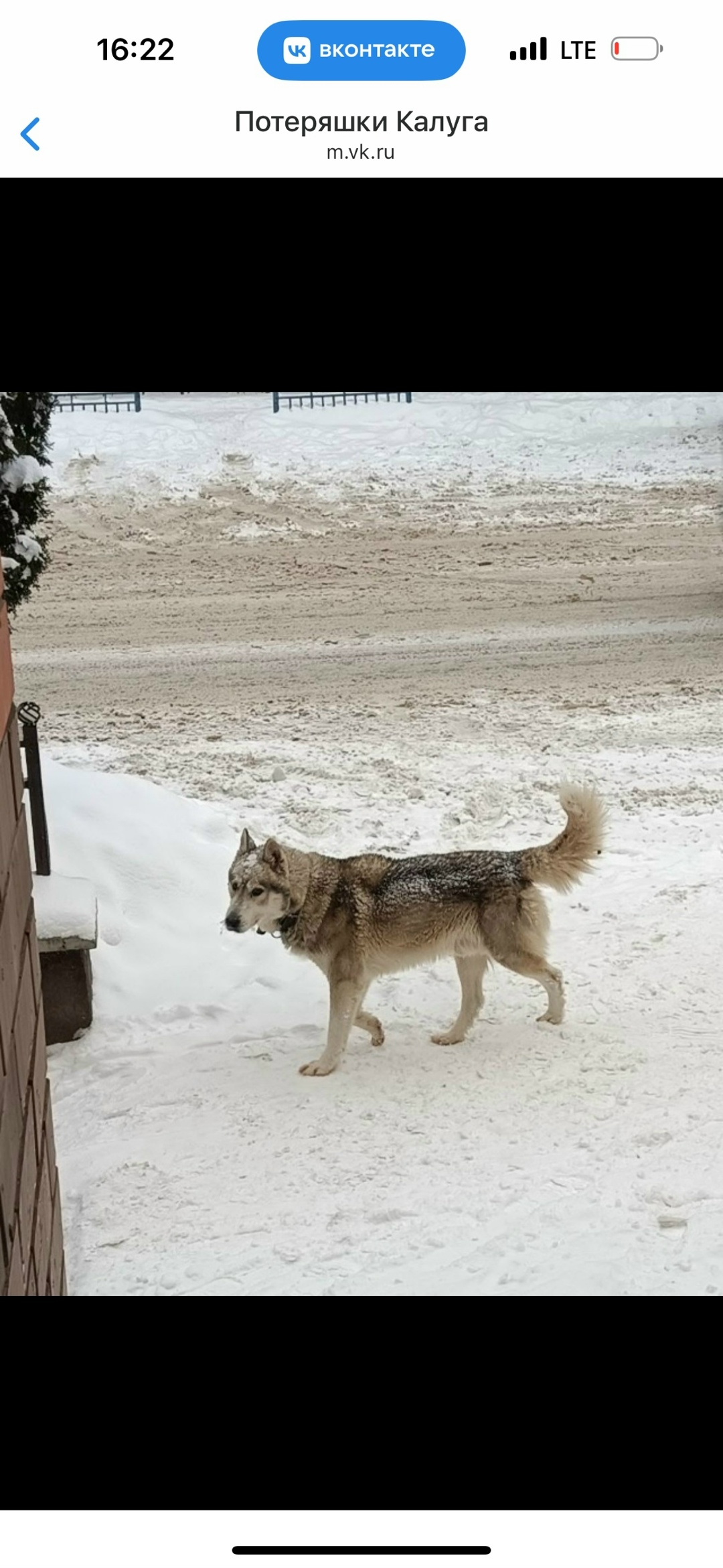 Пропала собака в Калуге — фото объявления