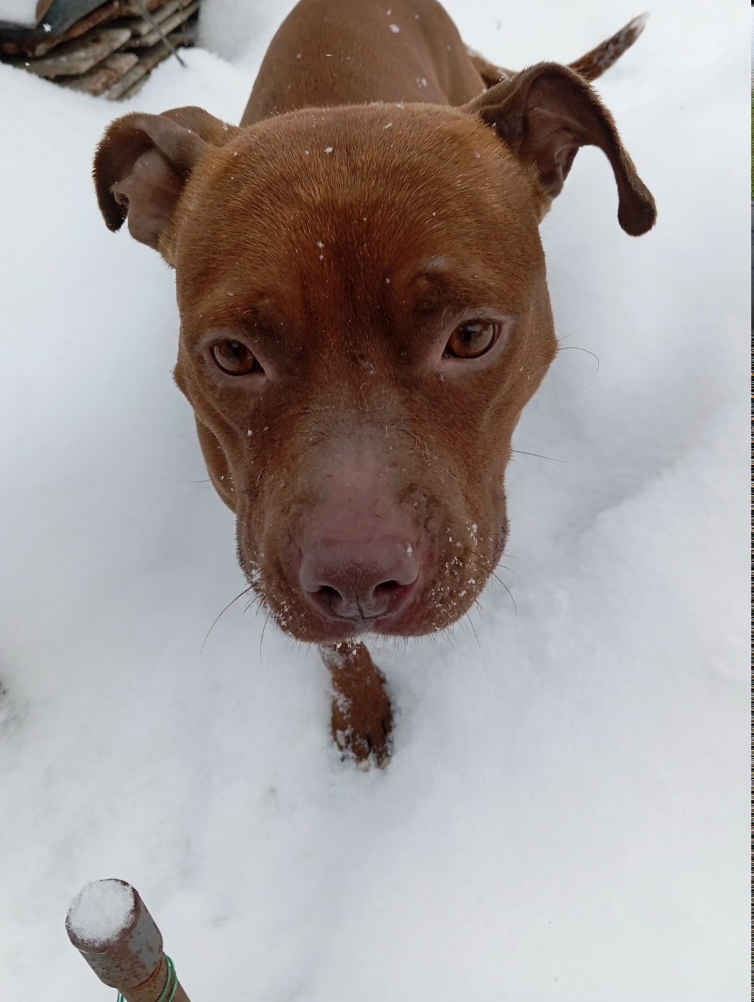 Найдена собака в Калуге — фото объявления