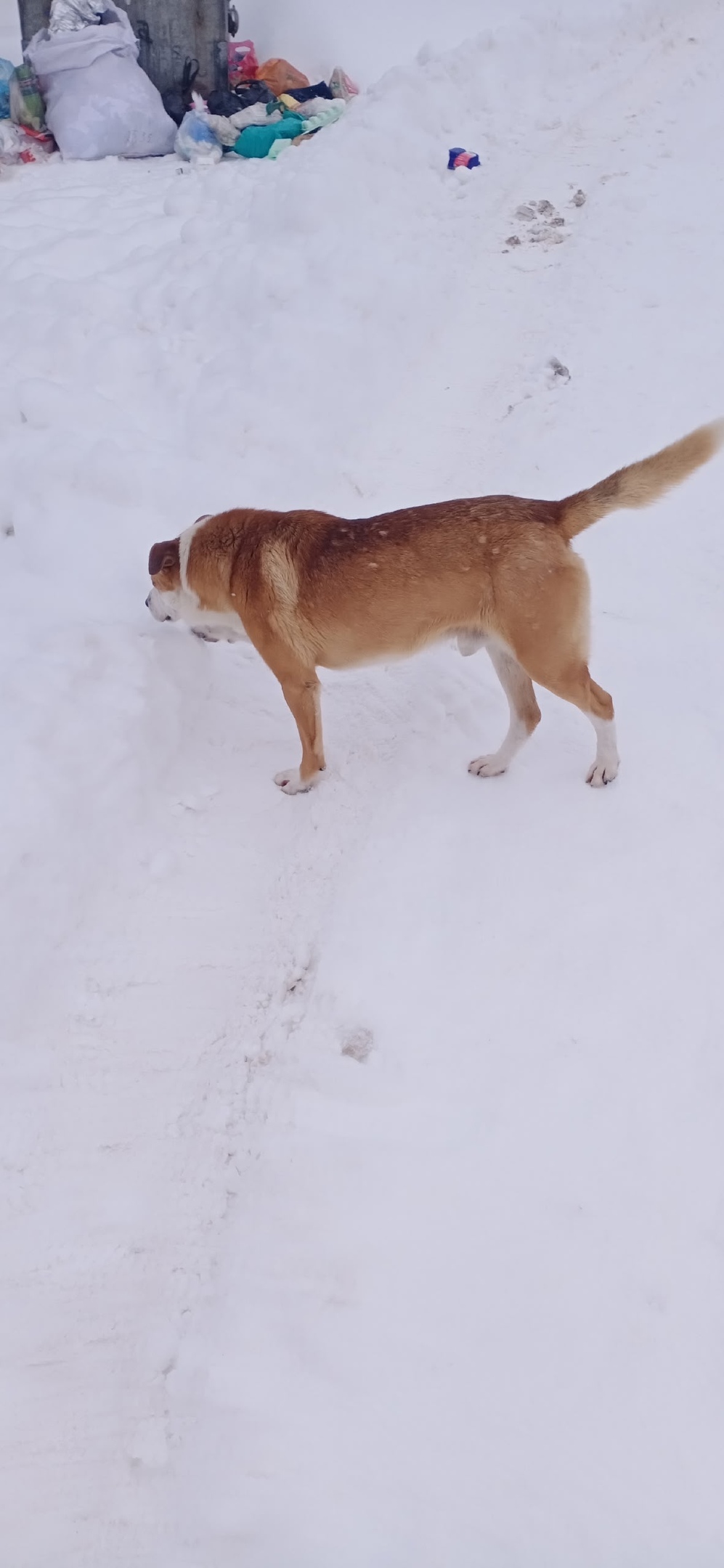 Пропала собака в Калуге — фото объявления