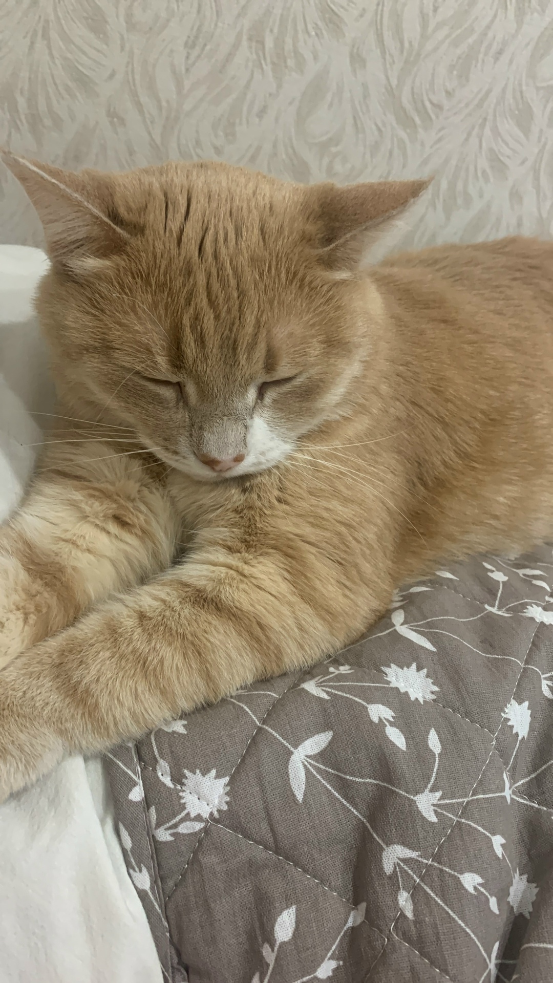 Найдена кошка в Калуге — фото объявления