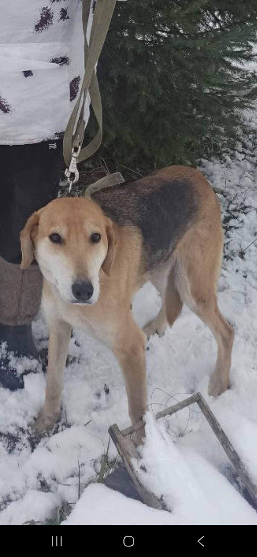 Пропала собака в Калуге — фото объявления