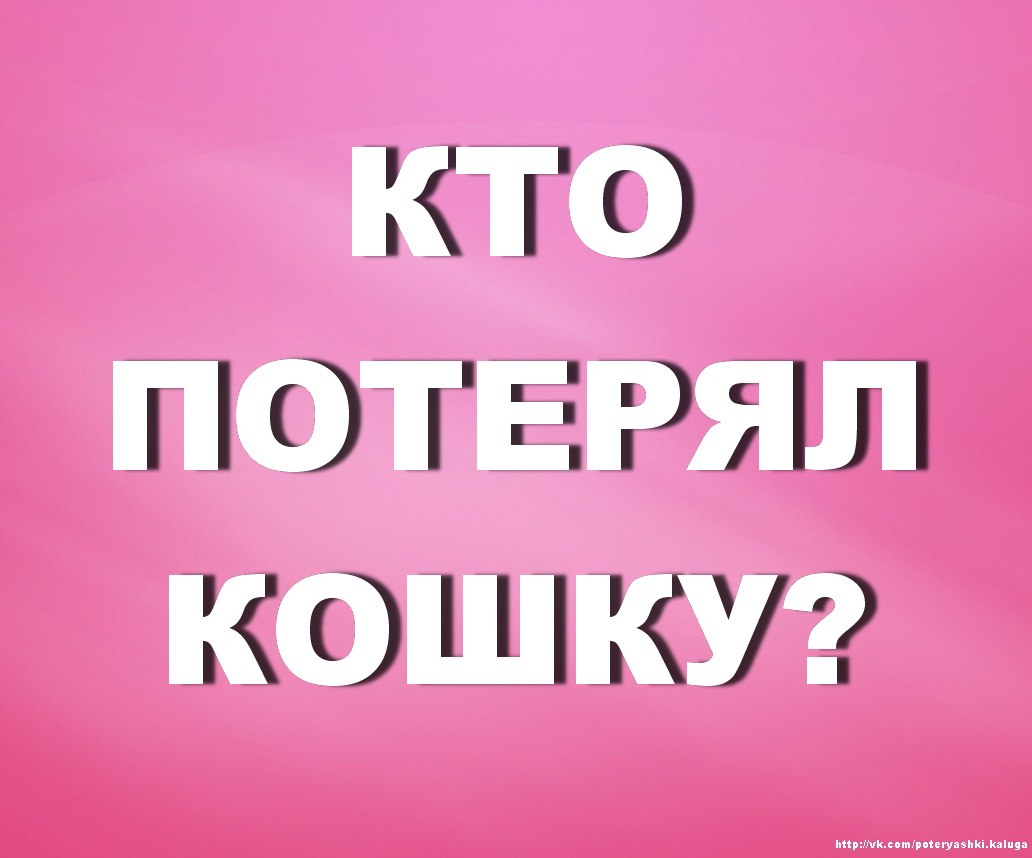 Найдена кошка в Калуге — фото объявления