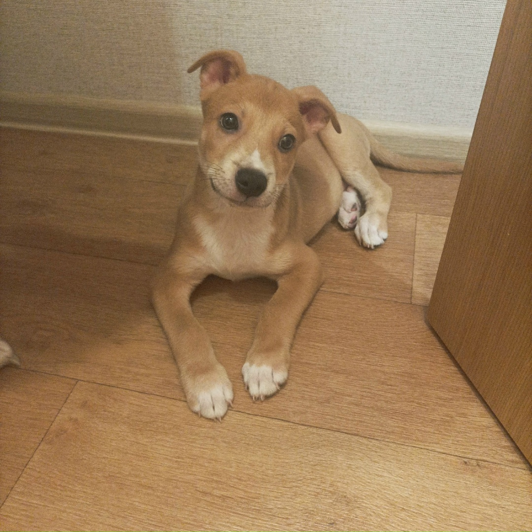 Найдена собака в Калуге — фото объявления