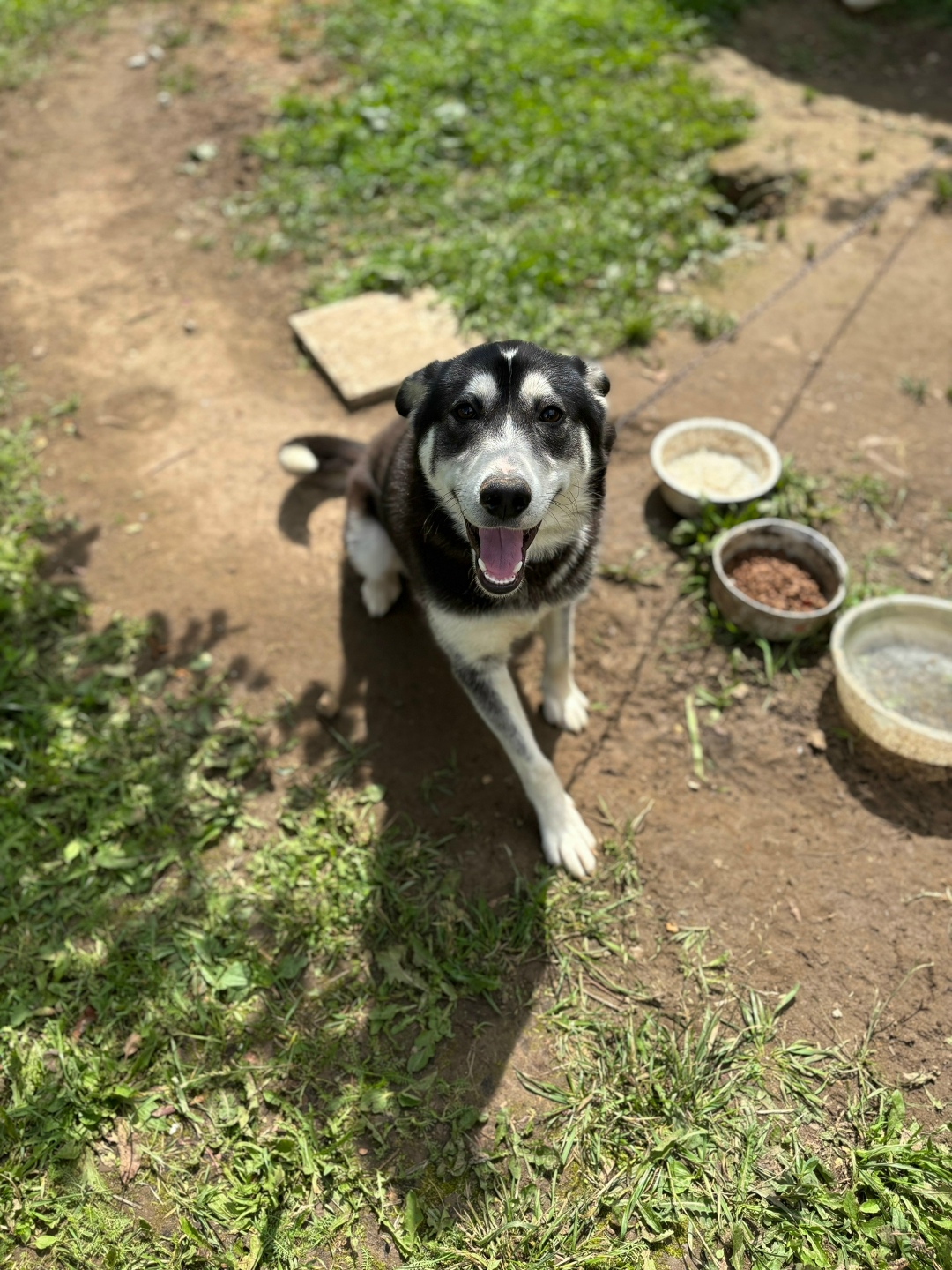 Пропала собака в Калуге — фото объявления