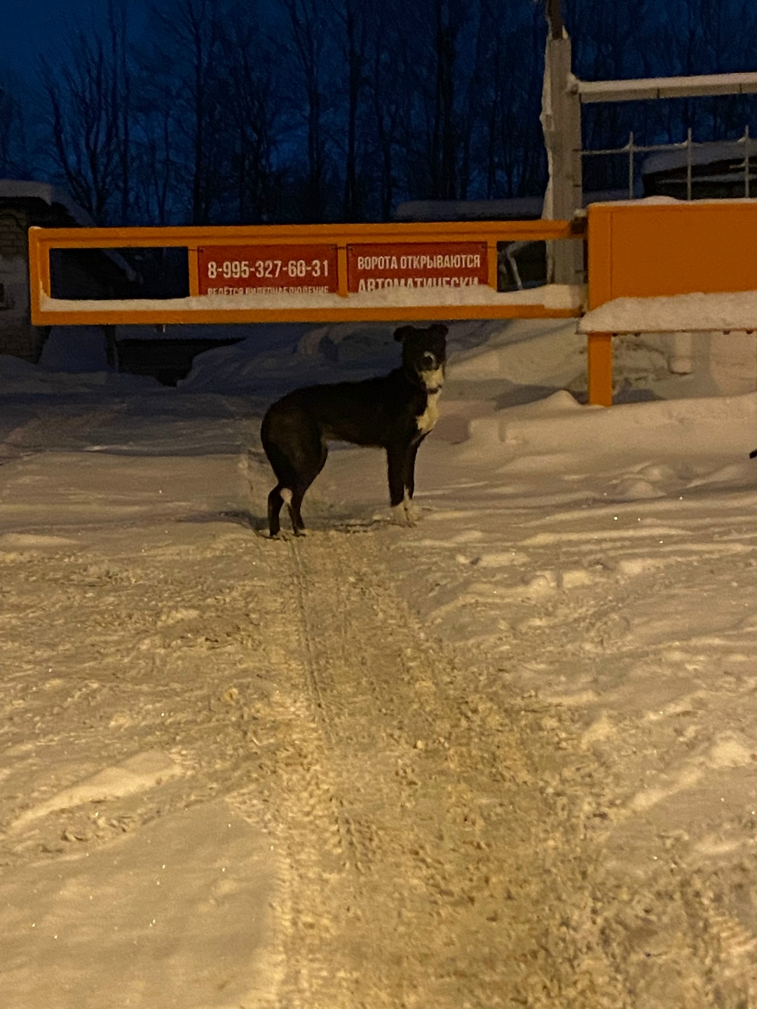 Пропала собака в Калуге — фото объявления