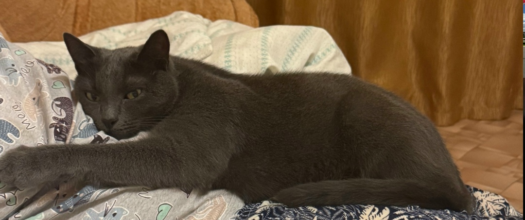 Пропала кошка в Калуге — фото объявления