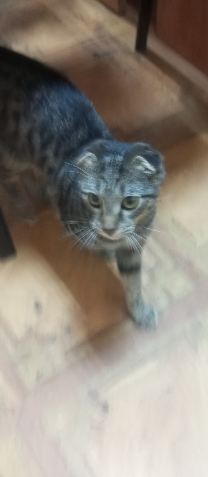 Найдена кошка в Калуге — фото объявления