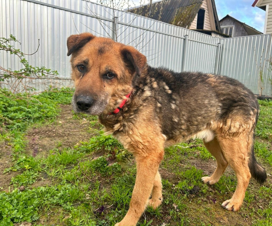 Найдена собака в Калуге — фото объявления