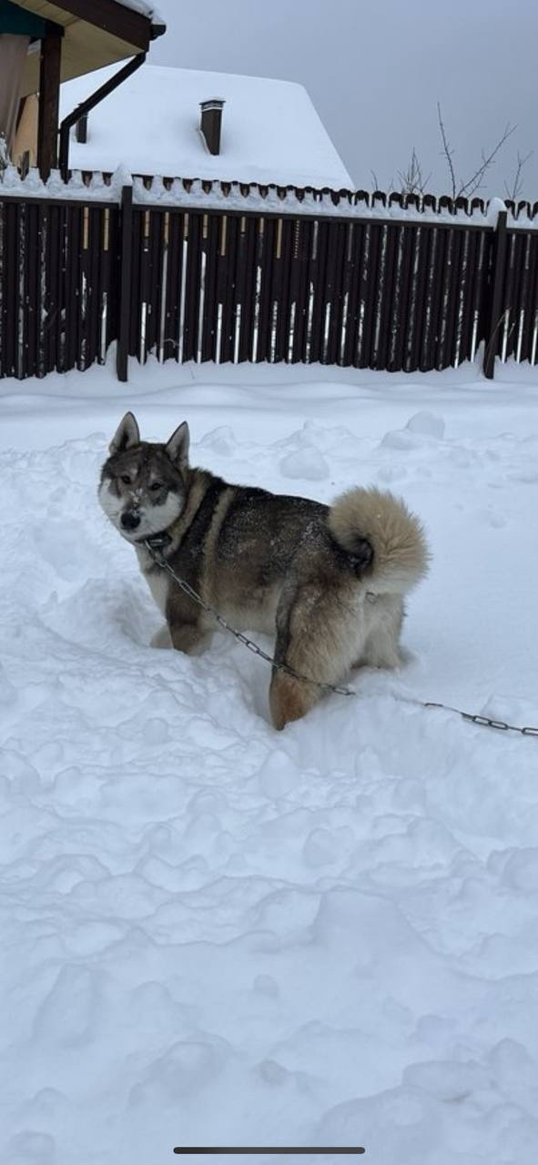 Пропала собака в Калуге — фото объявления