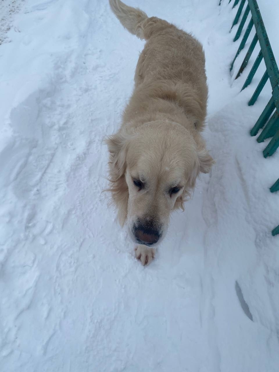 Найдена собака в Калуге — фото объявления