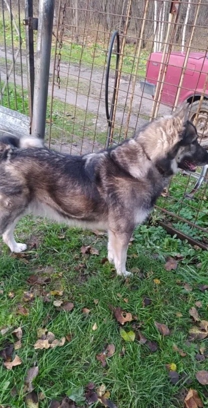 Пропала собака в Калуге — фото объявления