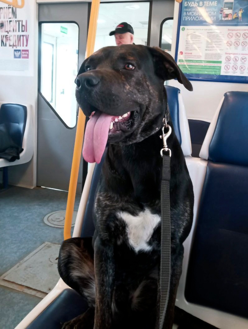 Пропала собака в Калуге — фото объявления