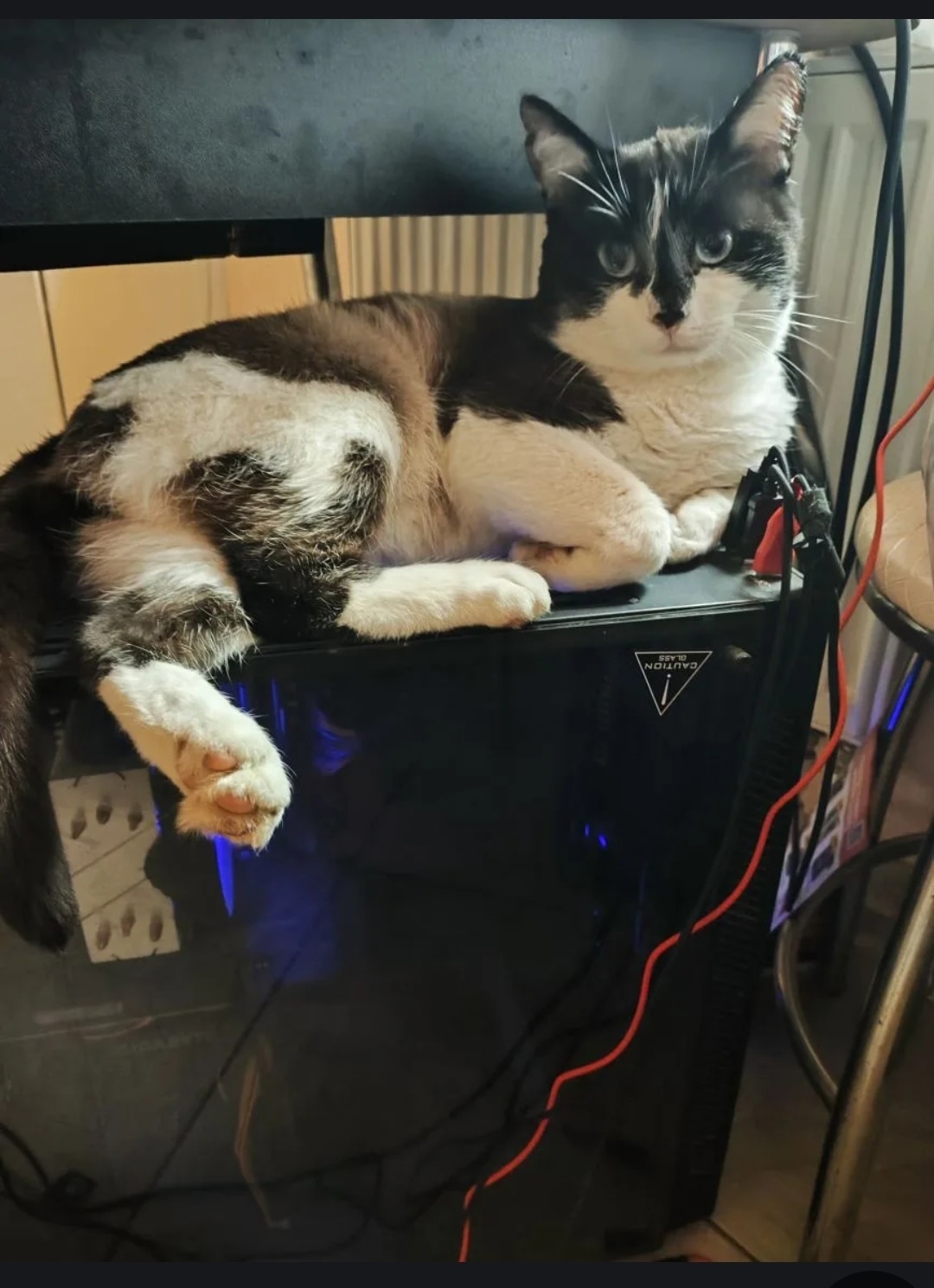 Пропала собака в Калуге — фото объявления