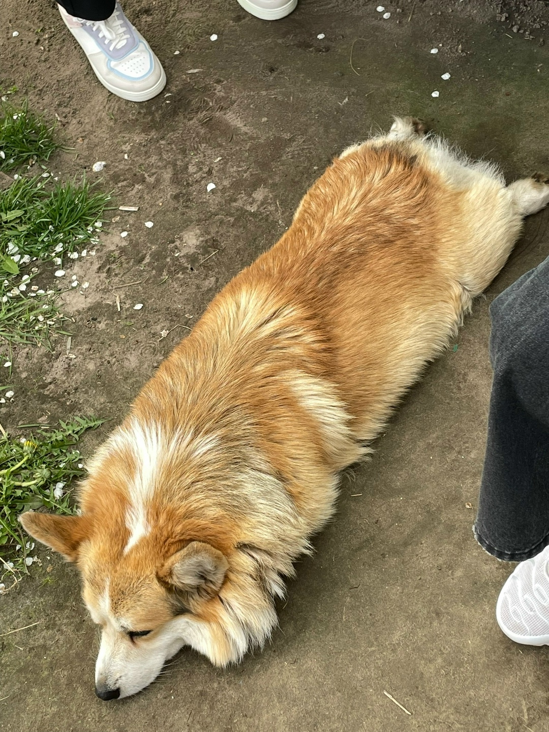 Найдена собака в Калуге — фото объявления