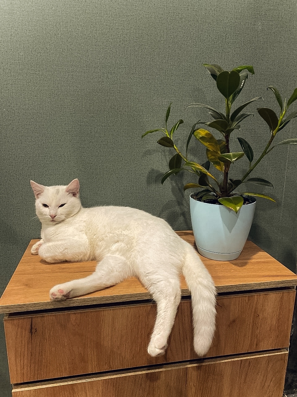 Пропала кошка в Калуге — фото объявления