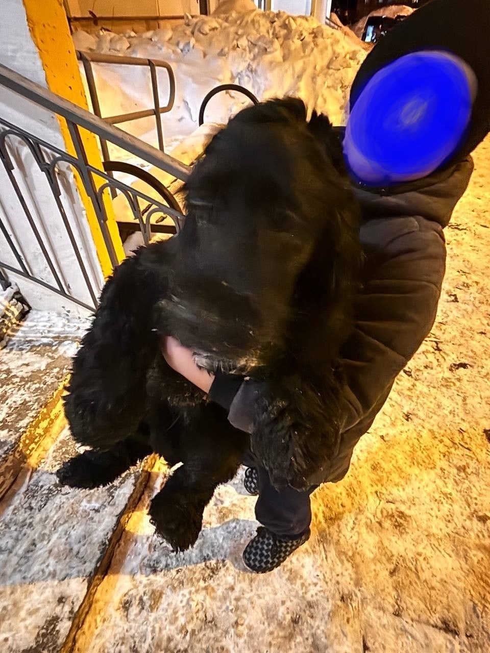 Найдена собака в Калуге — фото объявления