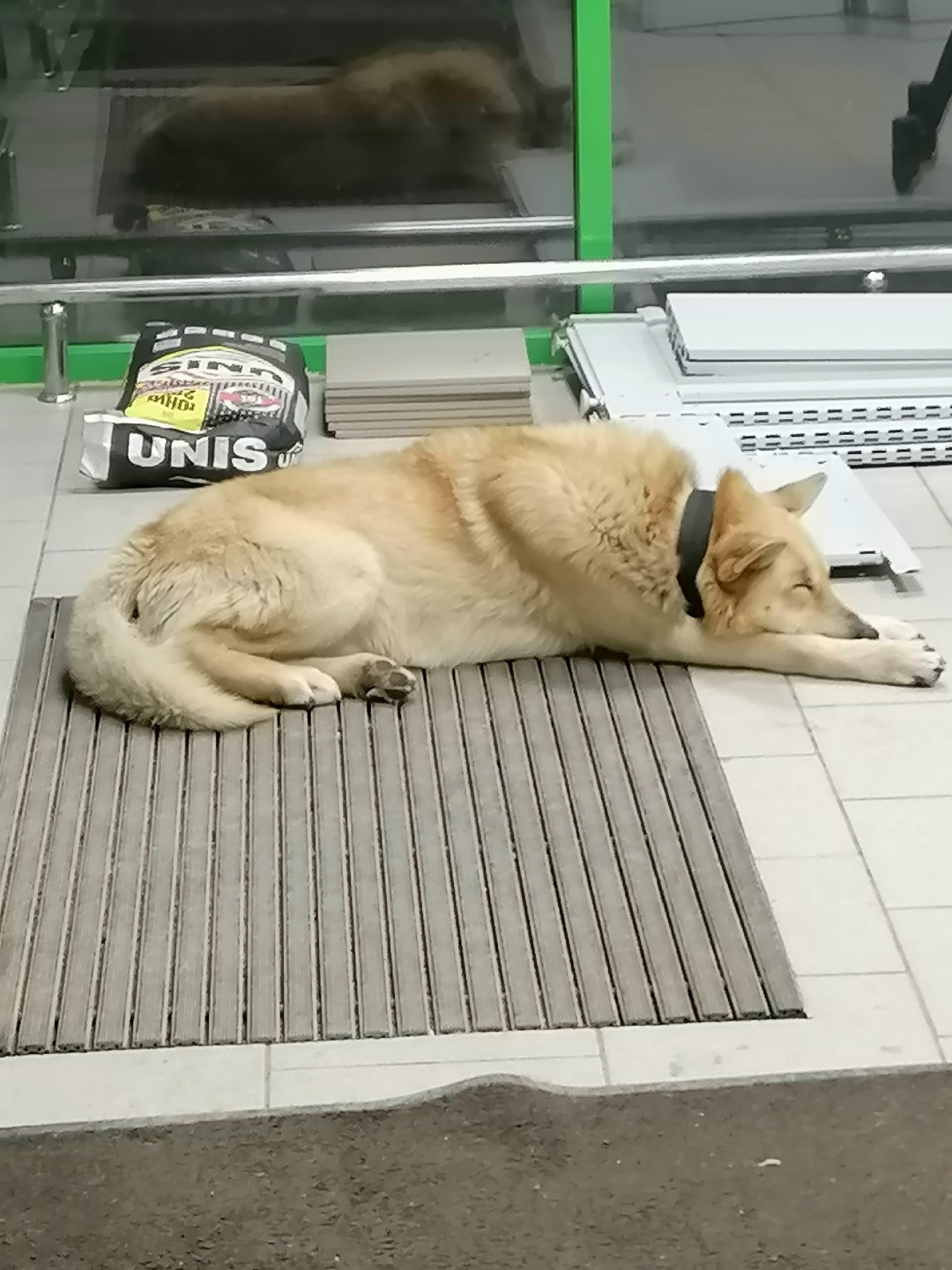 Пропала собака в Калуге — фото объявления