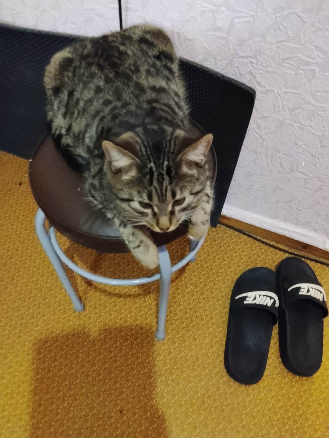 Пропала кошка в Калуге — фото объявления