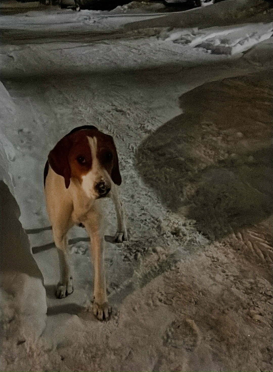 Пропала собака в Калуге — фото объявления