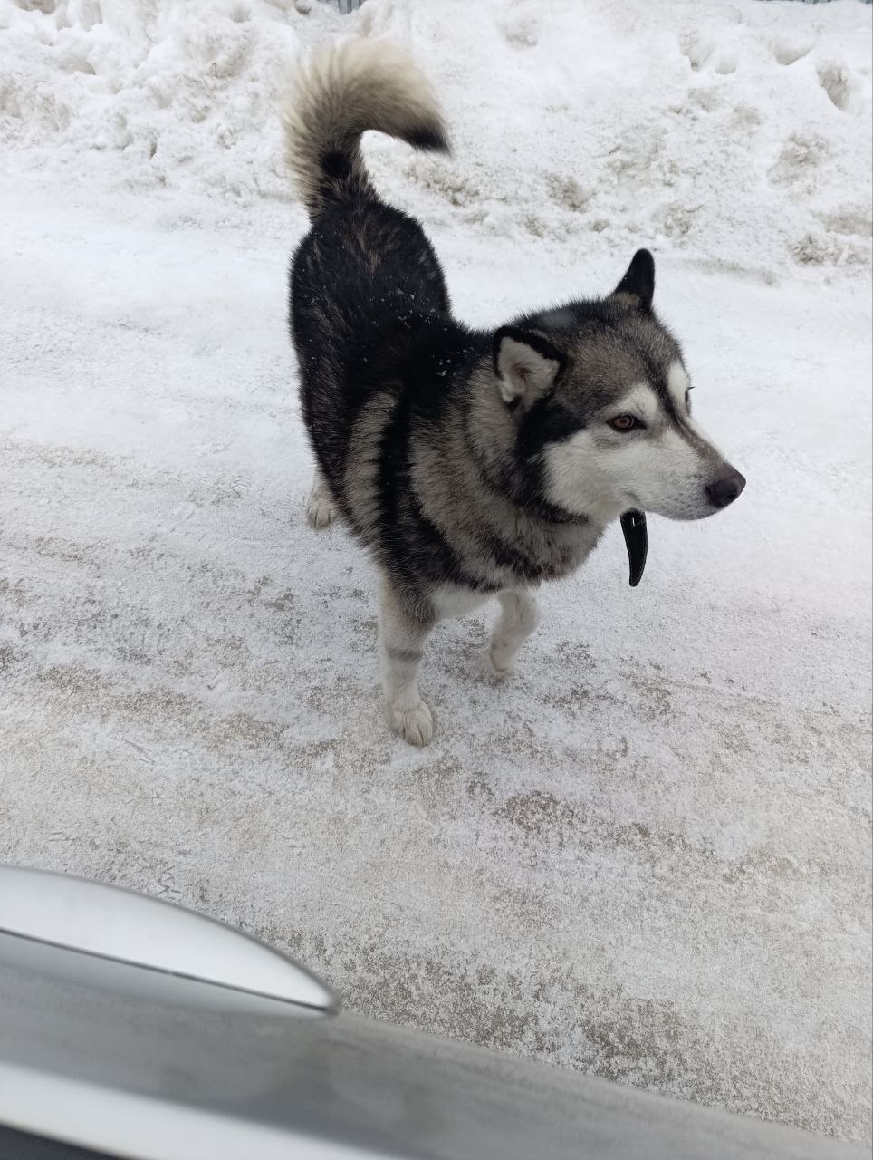 Пропала собака в Калуге — фото объявления