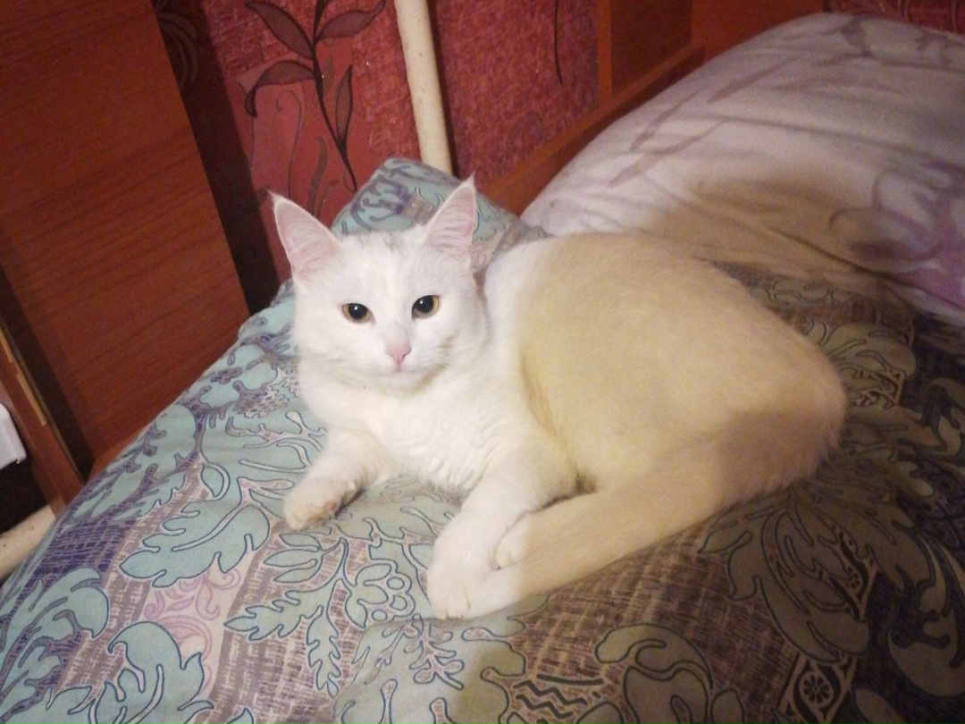 Найдена собака в Калуге — фото объявления