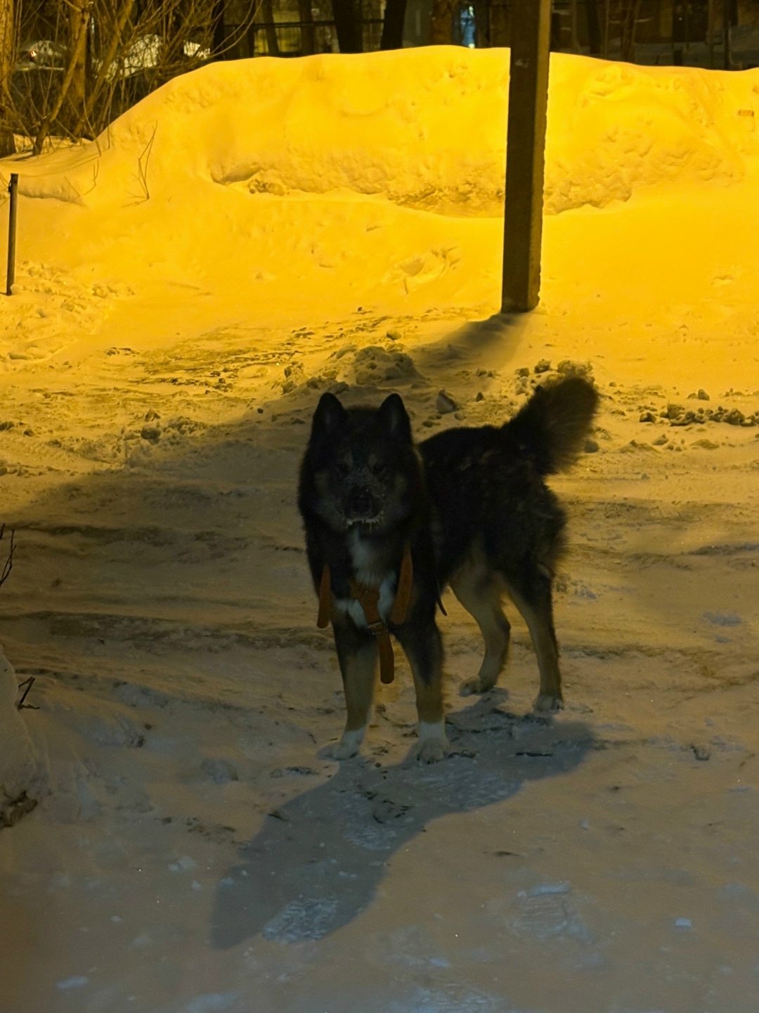 Пропала собака в Калуге — фото объявления