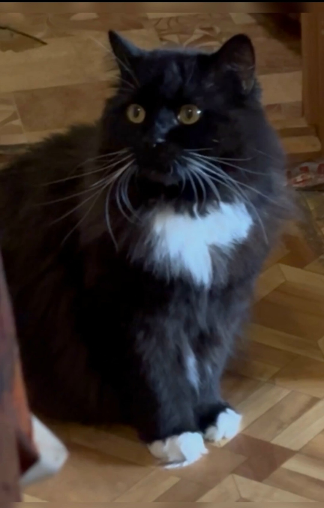 Пропала кошка в Калуге — фото объявления