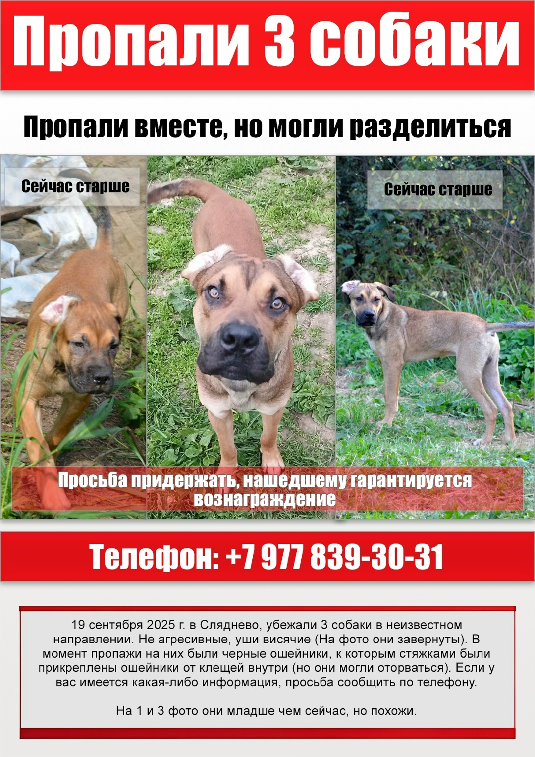 Пропала собака в Калуге — фото объявления