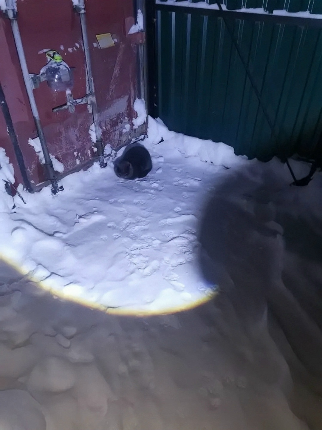 Найдена кошка в Калуге — фото объявления