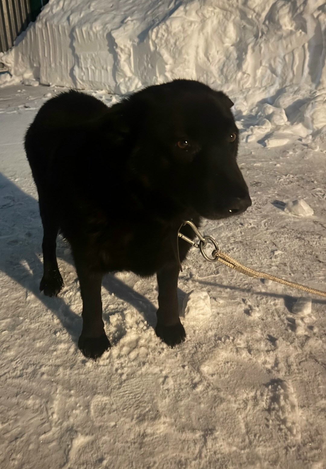 Найдена собака в Калуге — фото объявления