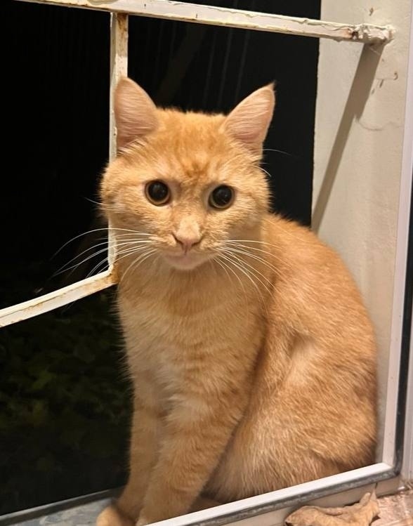 Пропала кошка в Калуге — фото объявления