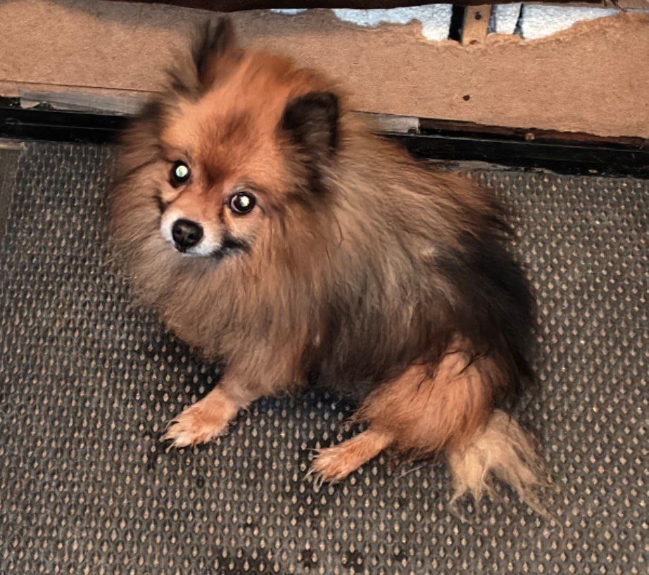 Найдена собака в Калуге — фото объявления