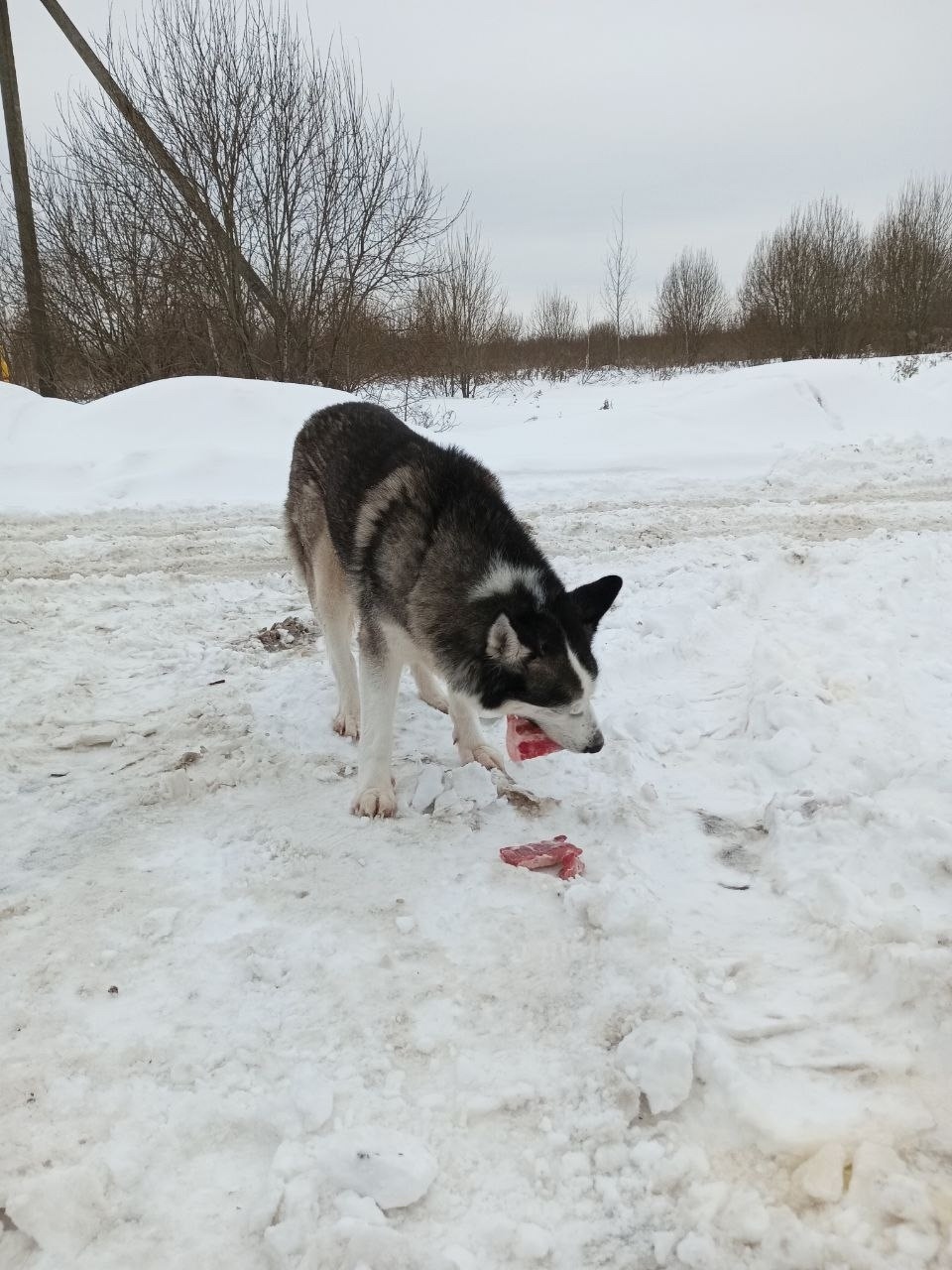 Пропала собака в Калуге — фото объявления