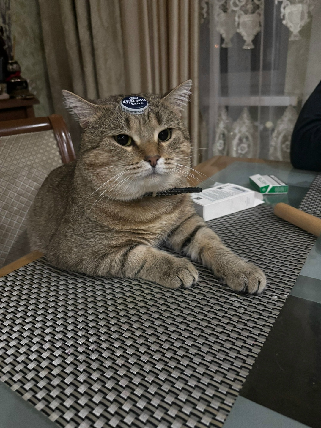 Пропала кошка в Калуге — фото объявления