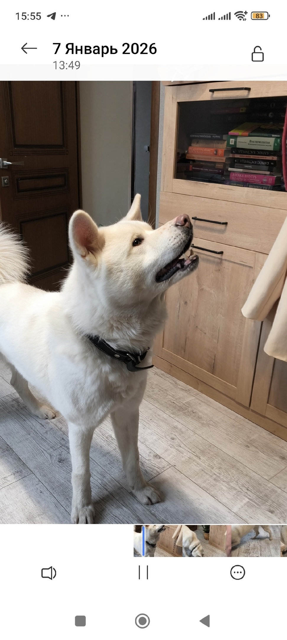 Пропала собака в Калуге — фото объявления