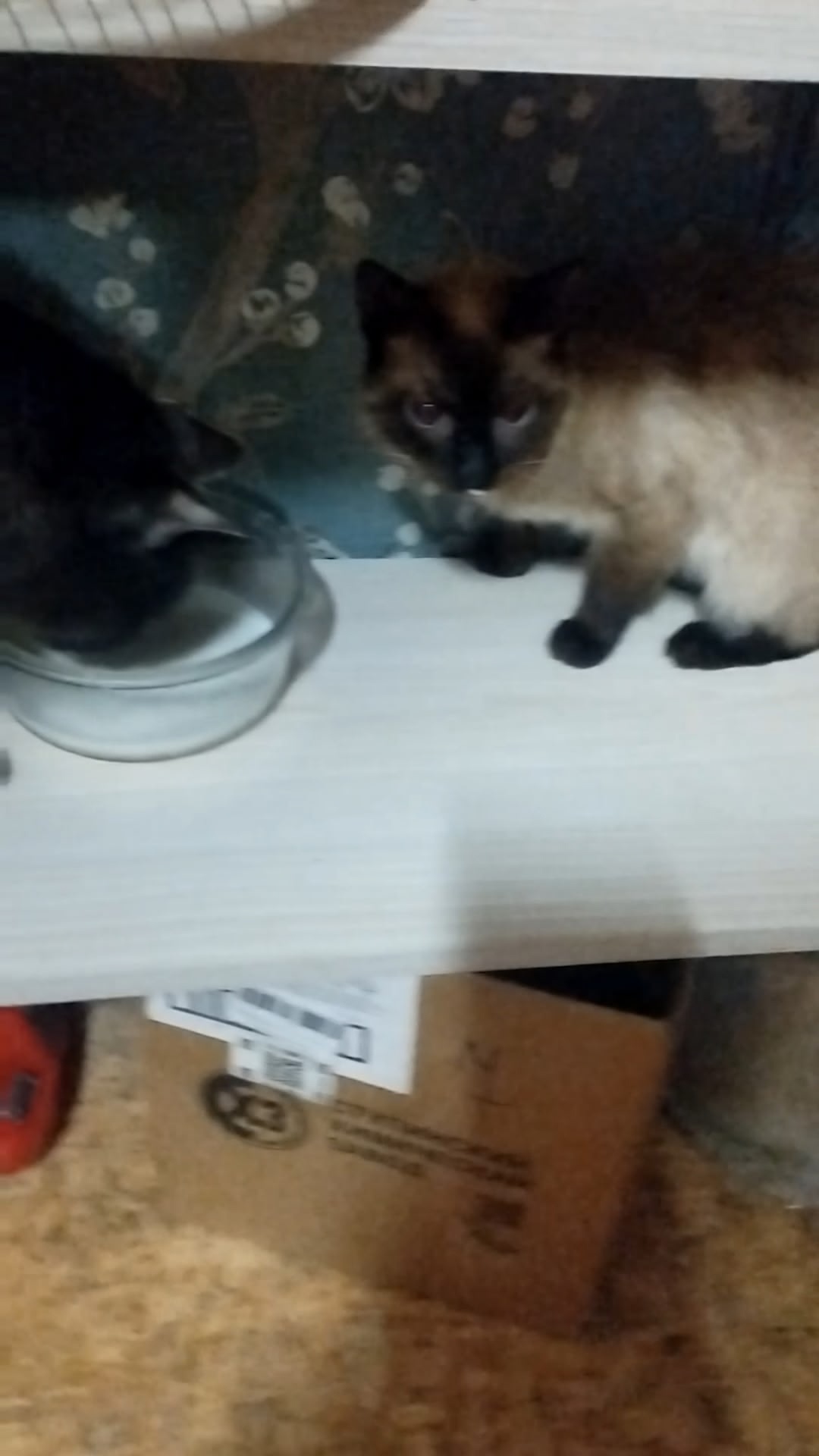 Найдена собака в Калуге — фото объявления