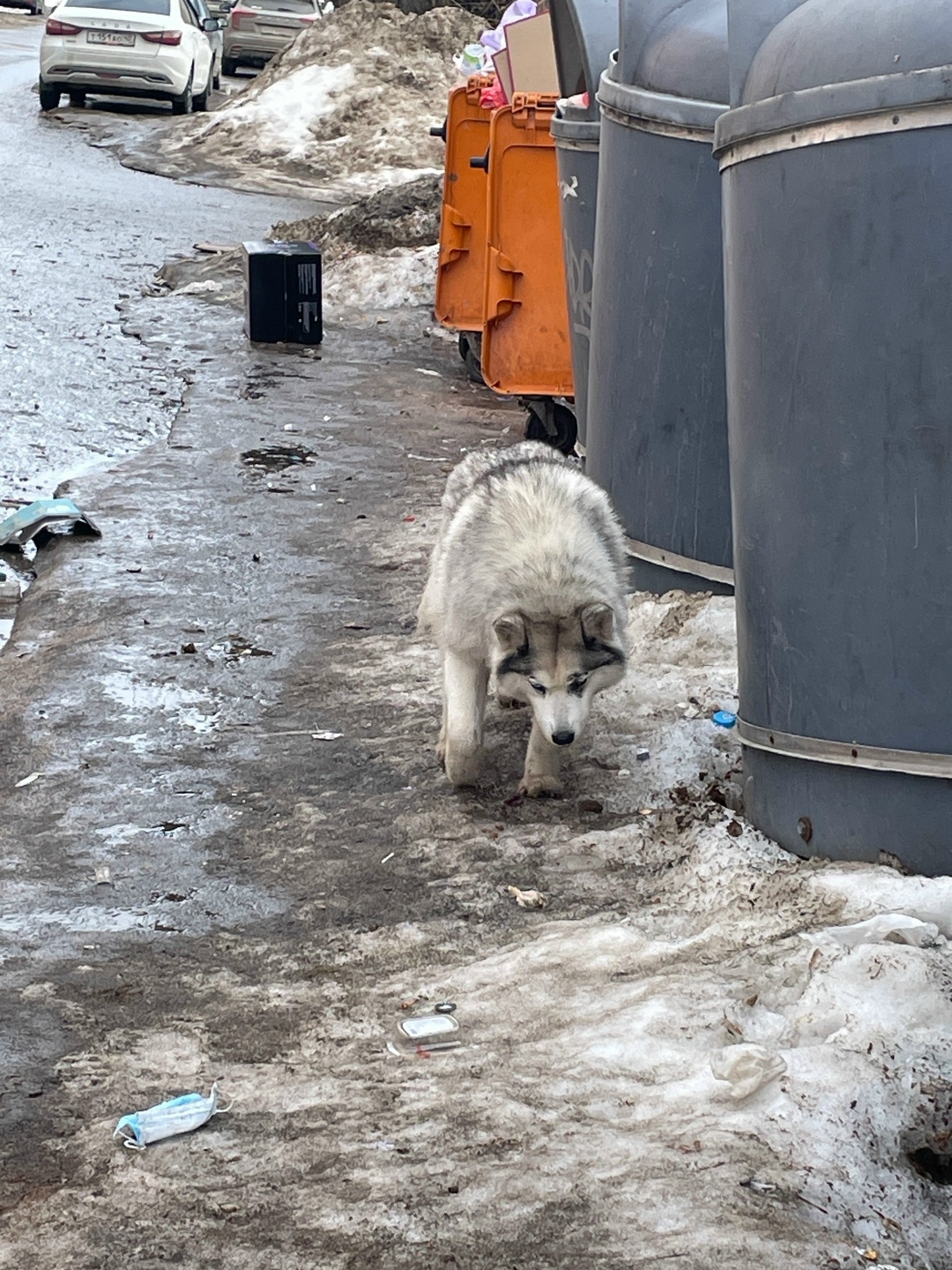 Пропала собака в Калуге — фото объявления